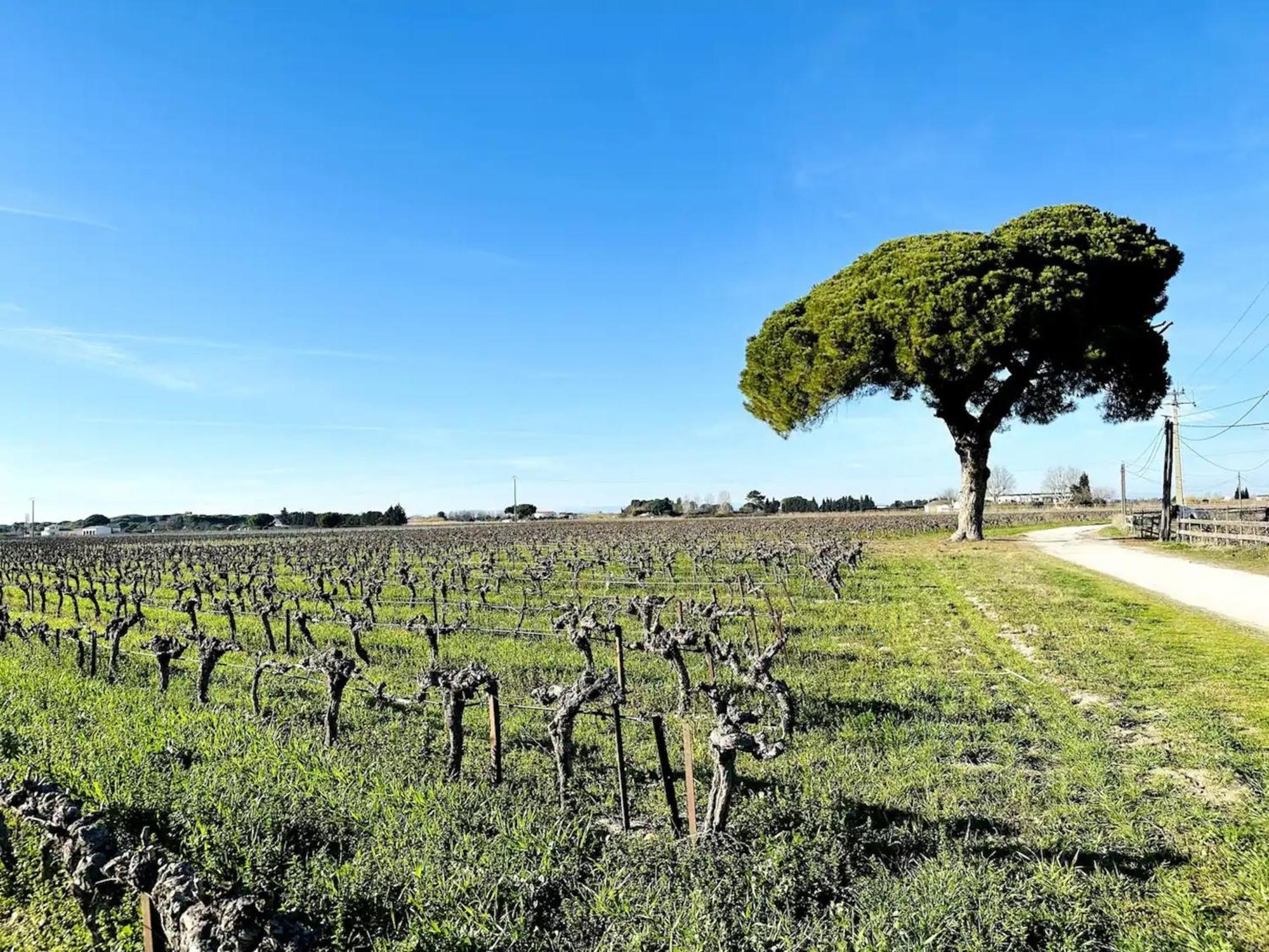 Les Appartements Du Mas - Emeraude Aigues-Mortes Buitenkant foto